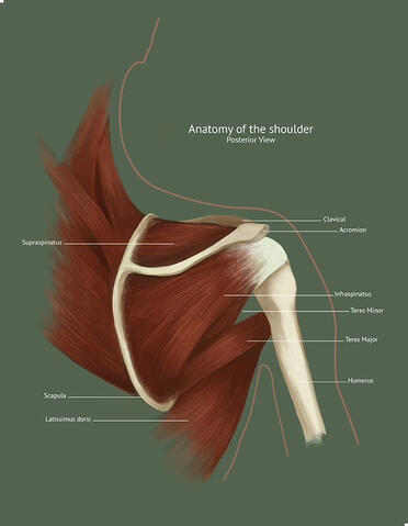 Shoulder anatomy